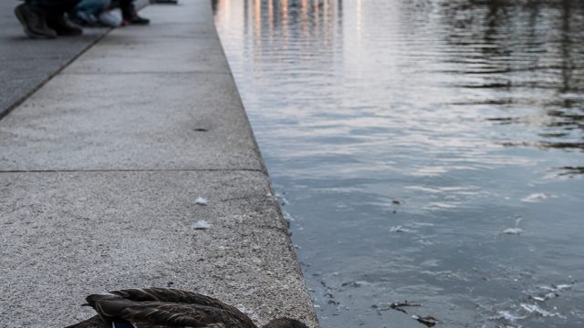 Reflecting Pool Under Fire: Vandalism and Duck Deaths Spark
